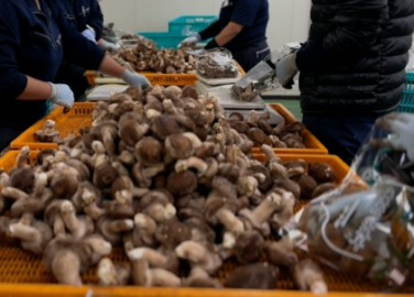 農(nóng)業(yè)特定技能：香菇加工